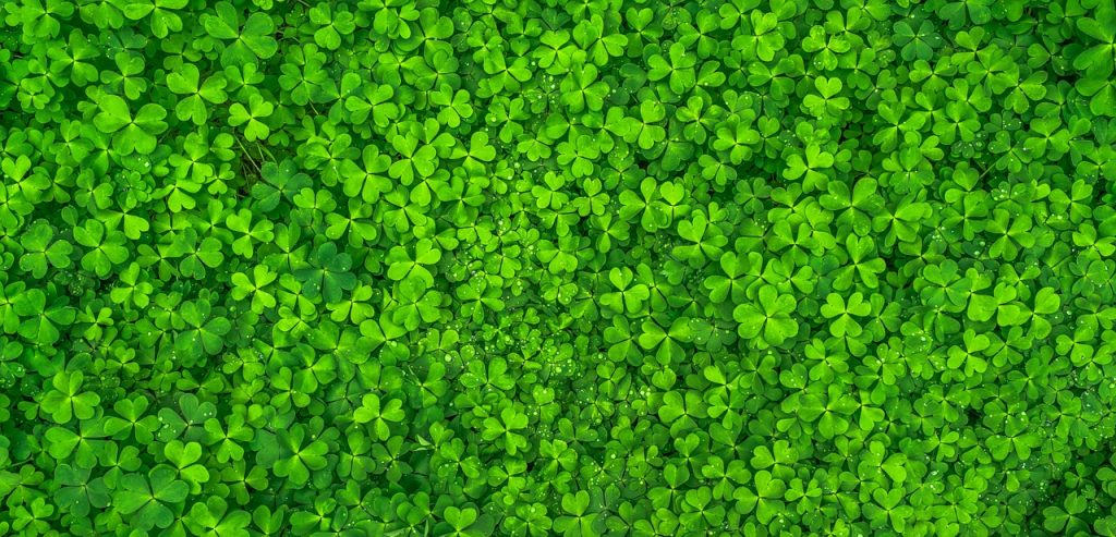 leaf, clover, green-1482948.jpg